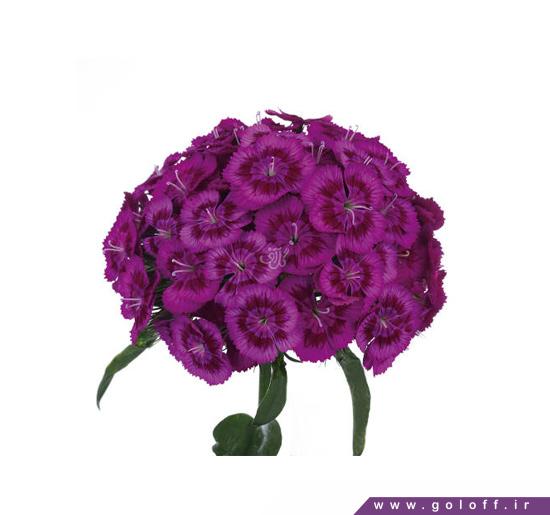 گل قرنفل ایگناز - sweet william | گل آف